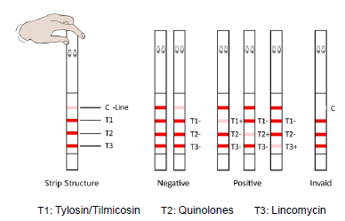 Tylosin/Tilmicosin & Quinolones & Lincomycin